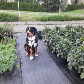 20210729-GB-Ziegengeist-Hund-Nando