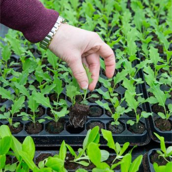 20240207-GB-Ziegengeist-Gemüsepflanzen-Produktion-Salat-Kohlrabi