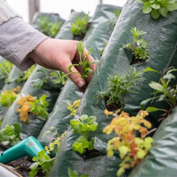 20240207-GB-Ziegengeist-Produktion-bepflanzen