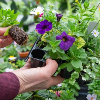 20240315-GB-Ziegengeist-Produktion-Jungpflanzen-Balkonpflanzen