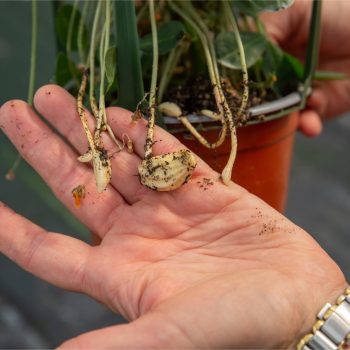 20240815-GB-Ziegengeist-botanische-Seltenheiten-Ernte-Erdnuss