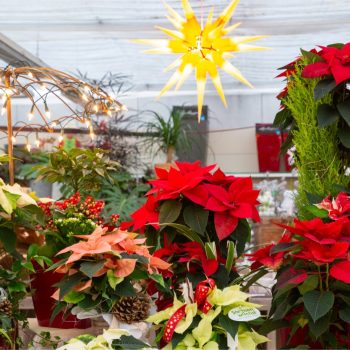 20241215-GB-Ziegengeist-Traumhafte-Sternstunden