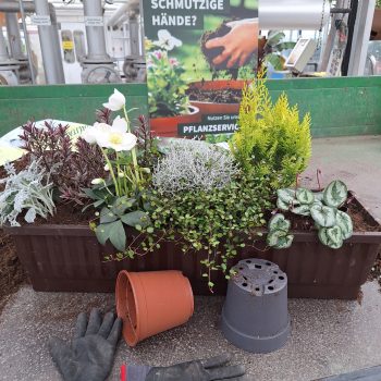 20251114-Bild-GB-Ziegengeist-Winterkasten-bepflanzen-2